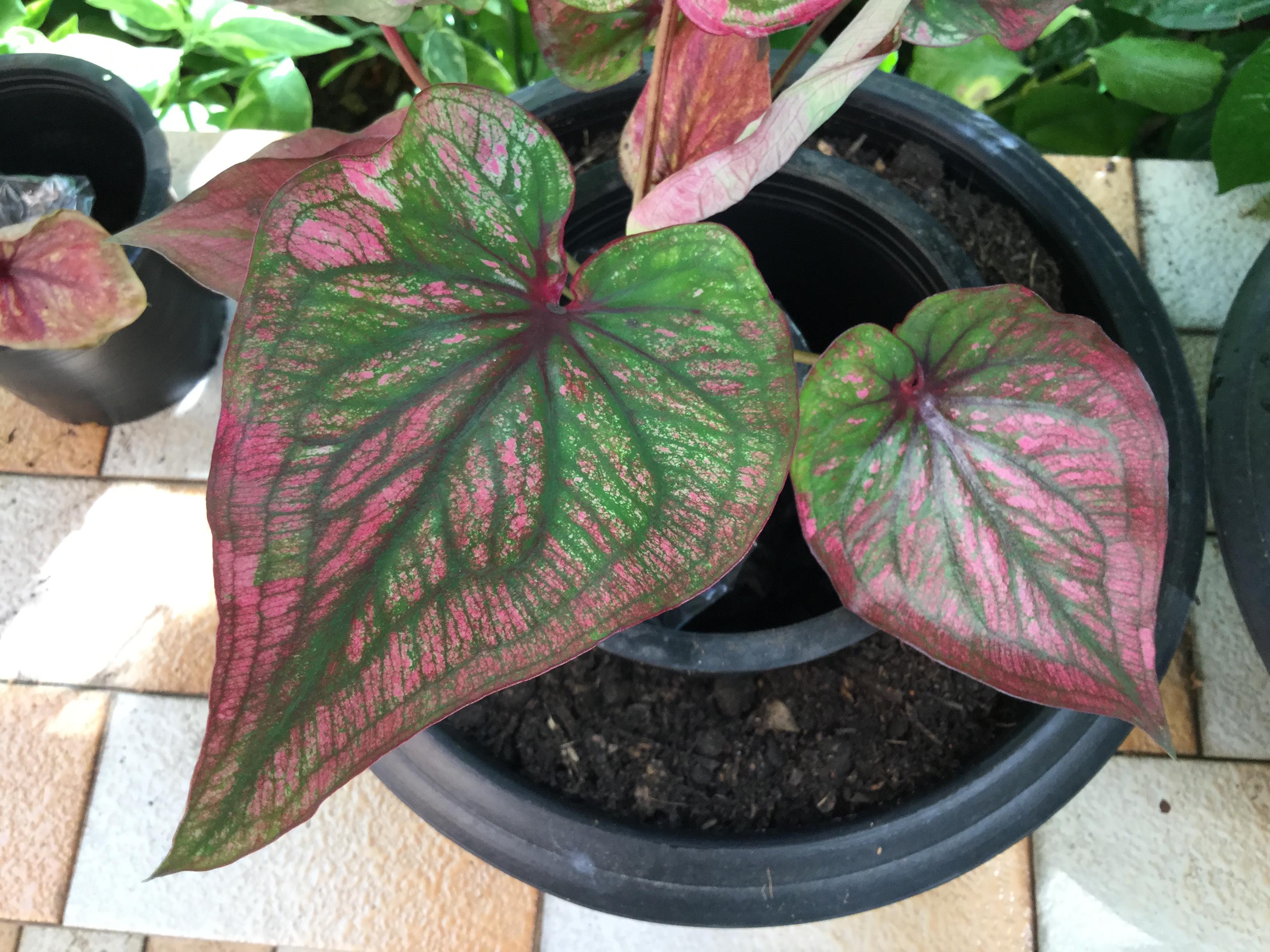 ต้นบอนสี เงินแสน กระถาง 6 นิ้ว (หายาก)