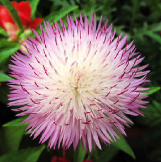 คอร์นฟลาวเวอร์ (Cornflower / Centaurea) สีชมพู / ซอง 40 เม็ด (A081)