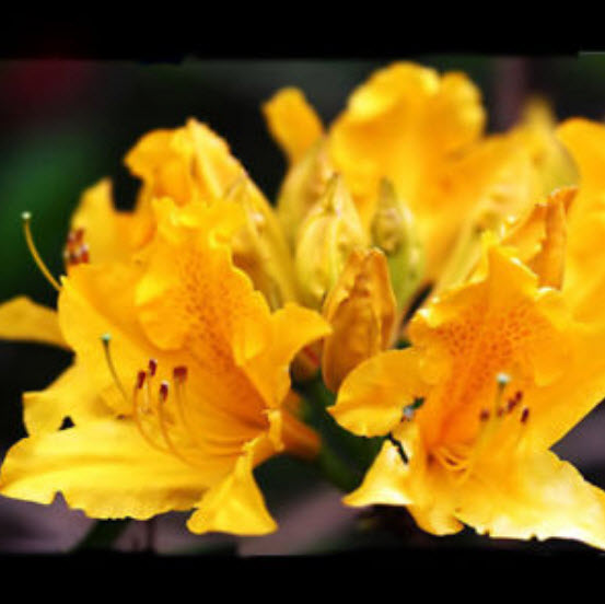 กุหลาบพันปี (Azalea) สีเหลืองเข้ม / 25 เม็ด