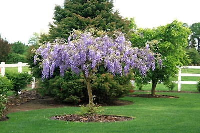 วิสทีเรียต้น (Wisteria tree) สีม่วง / 10 เม็ด (Australia)