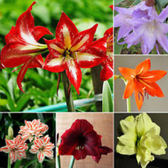 ว่านสีทิศ (Amaryllis) คละ / 25 เมล็ด (นอก)