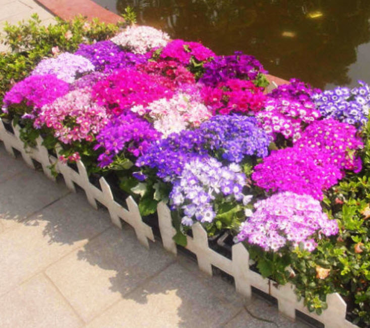 ซินเนอราเรีย (Cineraria / Florists cineraria) / ซอง 30 เม็ด (A079)