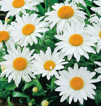 อลาสก้า แชสต้าเดซี่ (Alaska Shasta Daisy) / 200 เม็ด (USA)