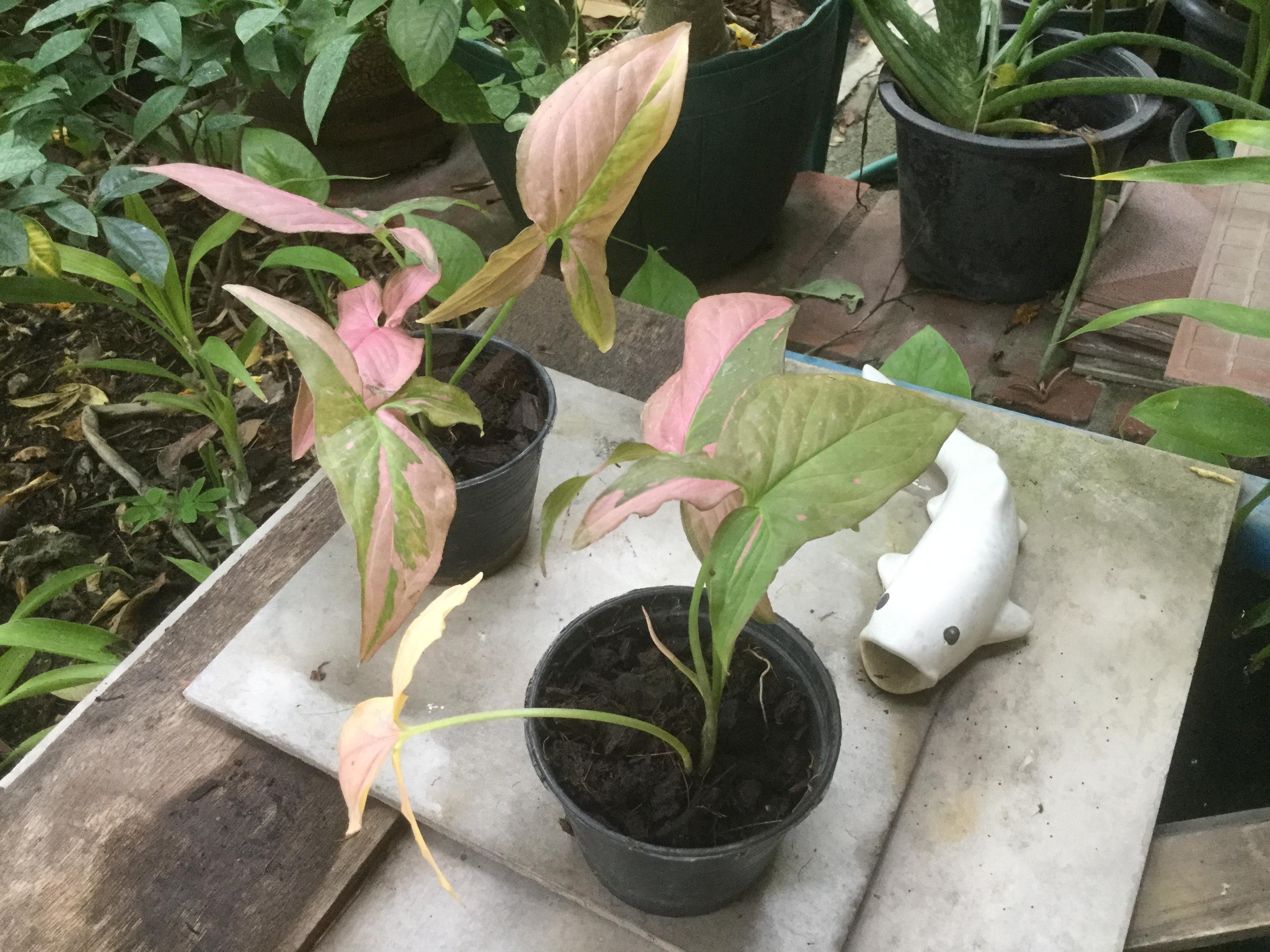 ต้นเงินไหลมา ด่างชมพู (Tricolor Nephthytis) กระถาง 3 นิ้ว / ต้น