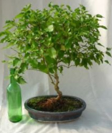 หม่อนดำ หรือมัลเบอรี่ดำ (Black Mulberry) บอนไซ / 50 เม็ด (China)