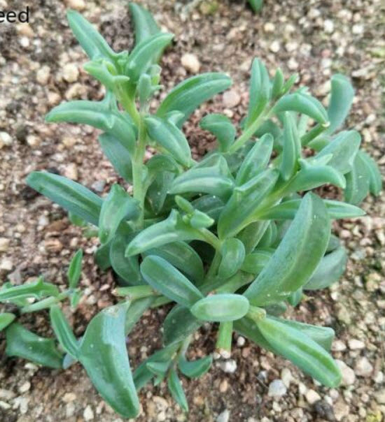 โลมา (String of Dolphins) / 100 เม็ด