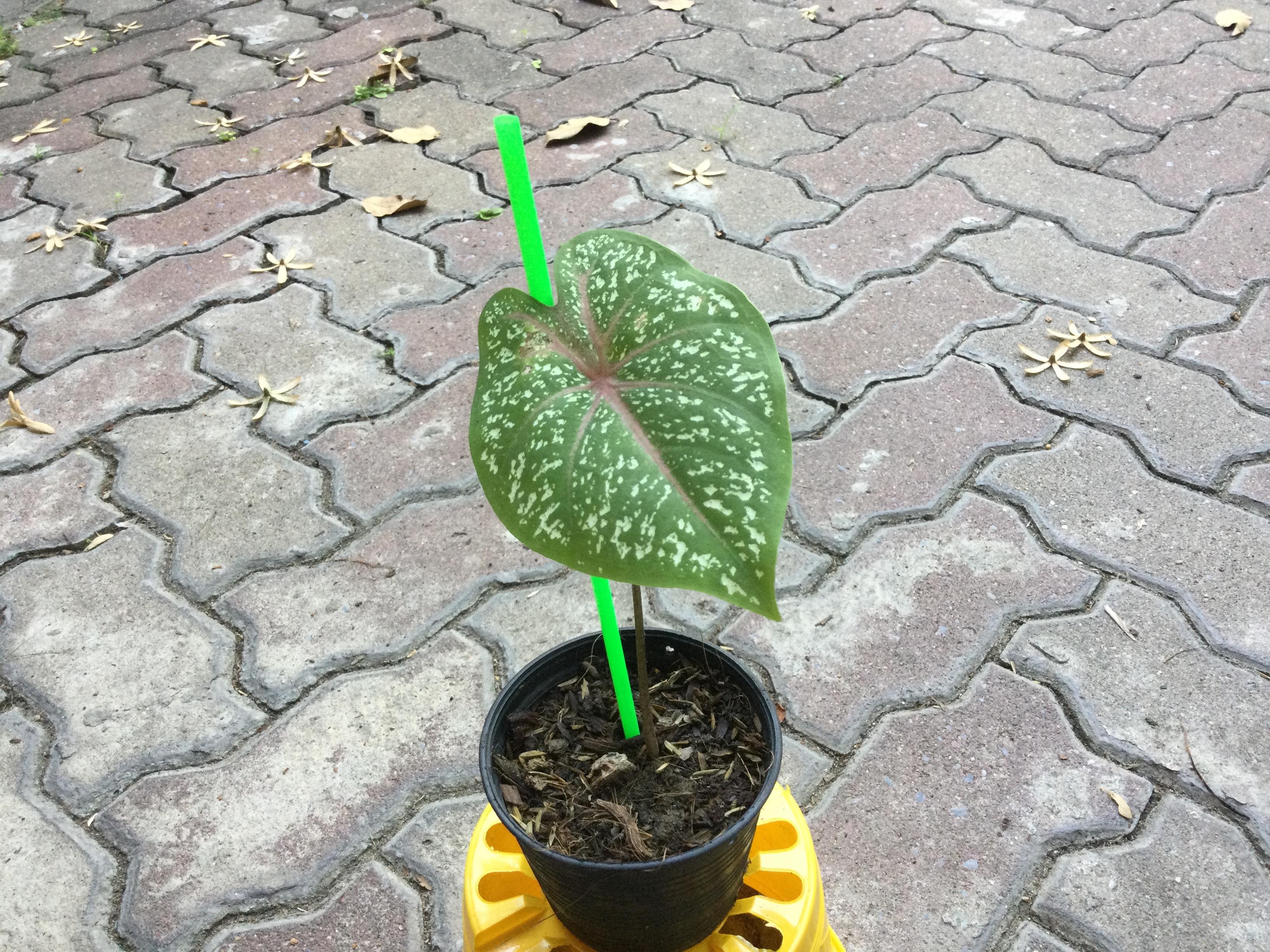 ต้นบอนสี นกศรีอุษา กระถาง 4 นิ้ว