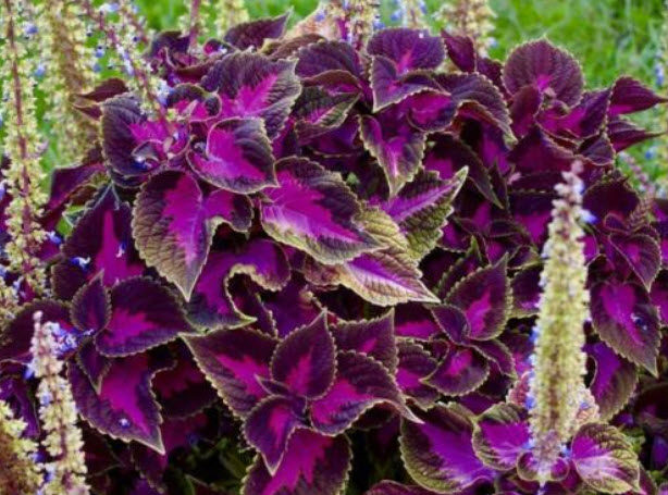 ฤาษีผสม แบล๊ค ดราก้อน (Black Dragon Coleus) / 25 เม็ด (UK)