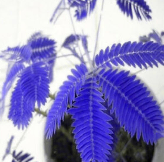 ไมยราบ (Bashful grass) ใบสีน้ำเงิน / 15 เม็ด (นอก)