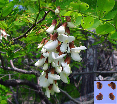 แบล็ค โลคัส (black locust) / 25 เม็ด (Portugal)