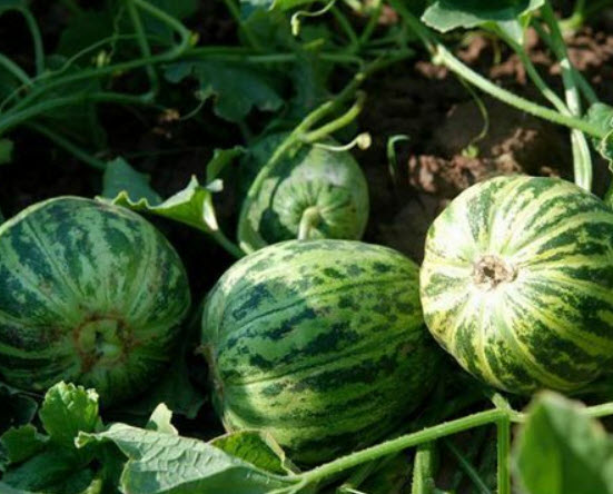 แตง Crispy Melons / ซอง 20 เม็ด (B068)