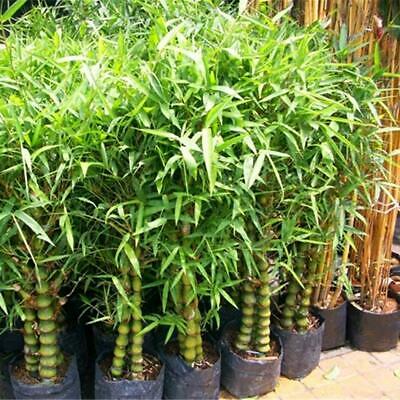 ไผ่บอนไซ (Bamboo bonsai) / 50 เม็ด