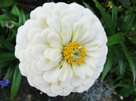 บานชื่นขาว (Polar Bear zinnia) / 110 เม็ด (UK)*
