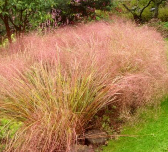 หญ้าหางไก่ฟ้า (Pheasant's tail grass) / 10 เม็ด (Spain)