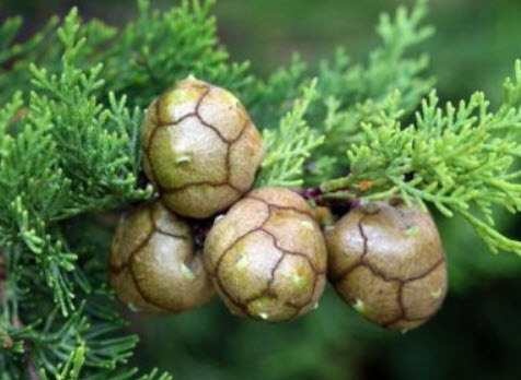 สนเมดิเตอเรเนียน ไซเปรส หรือสนดินสอ / 50 เม็ด (Portugal)