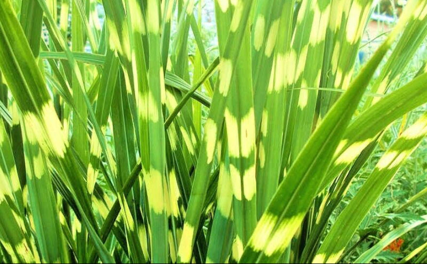 หญ้ามิสแคนทัสใบด่าง (M.sinensis - Zebrinus) หรือหญ้าม้าลาย / 25 เม็ด (USA)