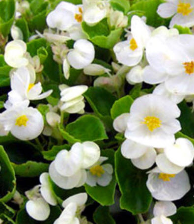 บิโกเนียใบมัน (Wax Begonia) สีขาว / 1,000 เม็ด (UK)