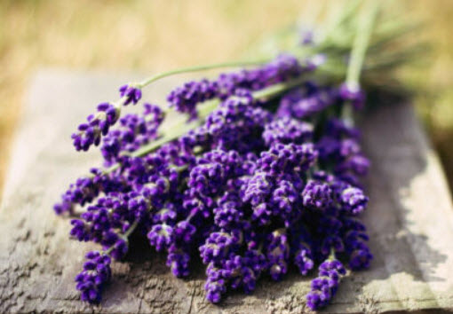 ลาเวนเดอร์อังกฤษ (English Lavender) / 50 เม็ด (Australia)
