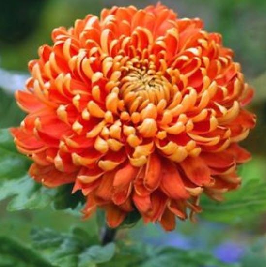 เบญจมาศดอกใหญ่ (Giant Chrysanthemum) คละสี / 200 เม็ด