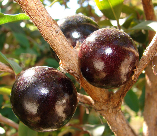 ต้นองุ่นบราซิล ฌาบูติกาบา jabuticaba องุ่นต้น สูง 40-60 ซ.ม.