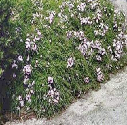 มานูก้าใบกลม (Round Leaf Tea) / 500 เม็ด (Australia)