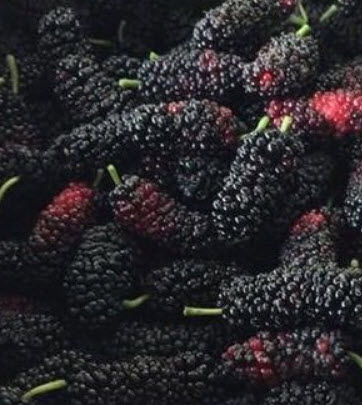 ต้นหม่อนดำออสตุรกี สูง 50-60 ซ.ม. / ต้น