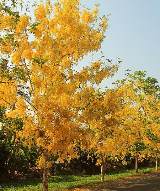 ราชพฤกษ์ หรือคูน เหลือง / 10 เม็ด