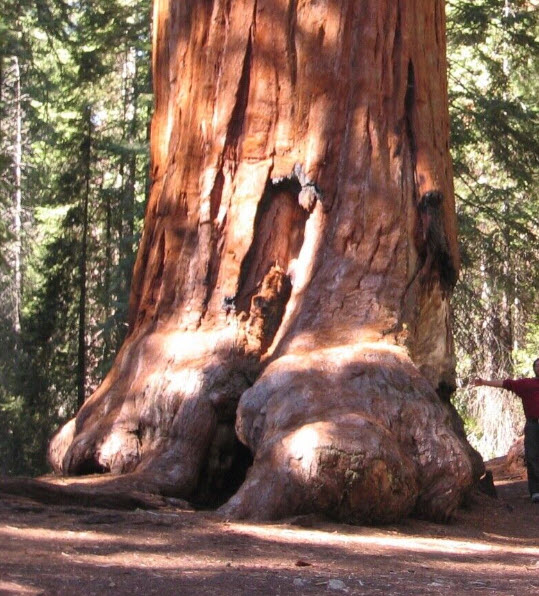 สนยักษ์ซีคัวญ่า (Sequoiadendron Giganteum) / 10 เม็ด (USA)