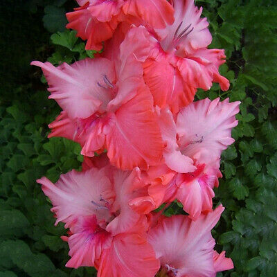 แกลดิโอลัส (Gladiolus) สีชมพูเข้ม ดอกใหญ่ / 100 เม็ด