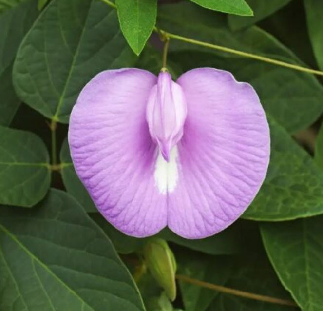 อัญชัน สีชมพู Clitoria ternatea Single Pink / 10 เม็ด (Sri Lanka)