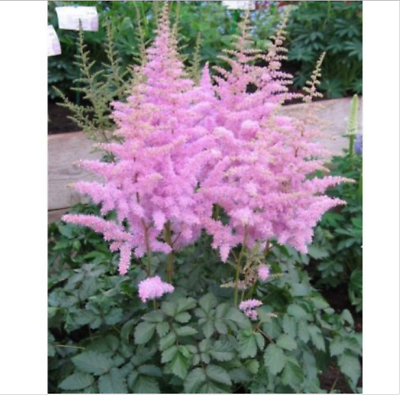 อัสดง (Astilbe) สีชมพู / 100 เม็ด