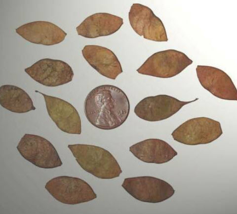 แบล็ควูด หรือ อัฟริกันแบล็ควูด (African Blackwood) / 5 เม็ด (Portugal)*