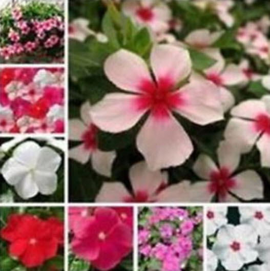 แพงพวย (Madagascar periwinkle) คละ / 50 เม็ด