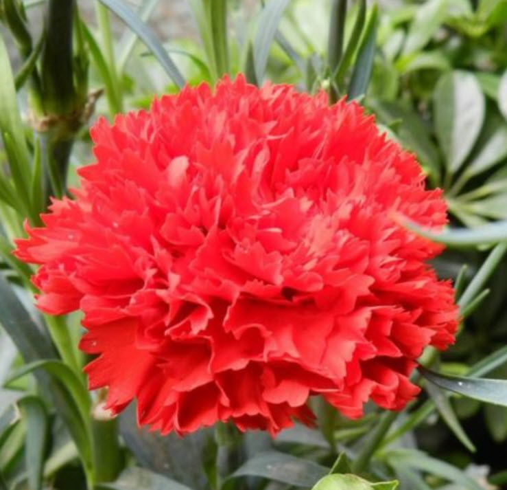 คาร์เนชั่น แดง (Red Carnation) / ซอง 30 เม็ด (A281)