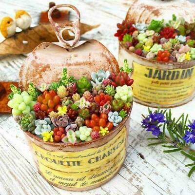 พืชอวบน้ำจิ๋ว (Mini Succulents) คละ / 100 เม็ด