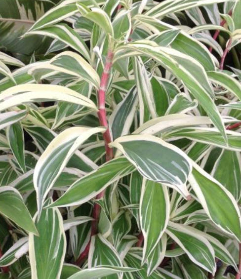 ต้นเอื้องหมายนา ใบด่าง ถุงดำ สูง 50 ซ.ม. ขึ้นไป / ต้น