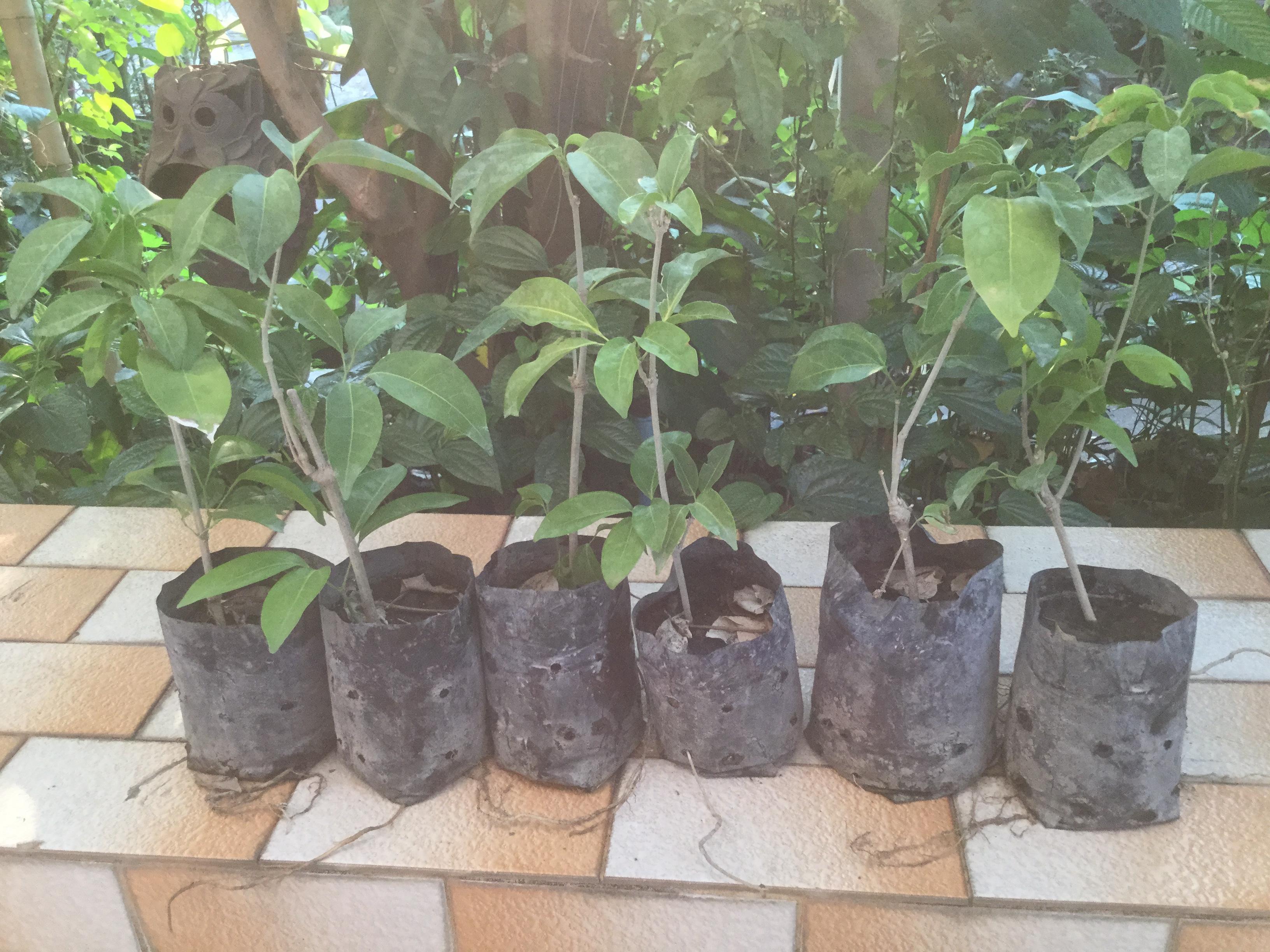 ต้นกระเทียมเถา (Garlic Vine) กระถาง สูง 30-40 ซ.ม. / ต้น (P2S)