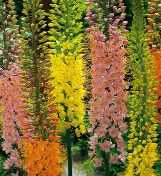 ลิลลี่หางหมาจิ้งจอก (Foxtail Lily / Eremurus isabellinus) คละ / 10 เม็ด (Spain)