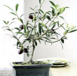 มะกอกโอลีฟ บอนไซ (Olive Oil Bonsai / Olea europaea) / 5 เม็ด (Spain)*