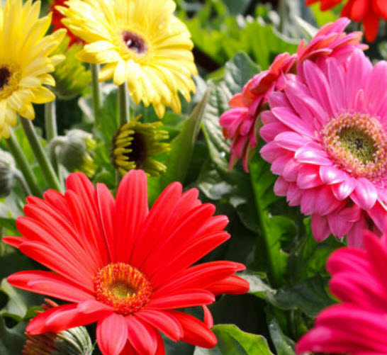 เยอบีร่า (Gerbera) คละ พันธุ์ต้นสูง / 40 เม็ด (UK)