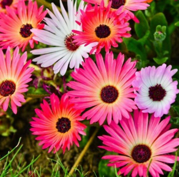 ไอซ์ แพล้นท์ (Ice Plant) คละสี / 4,000 เม็ด (UK)