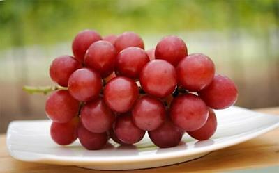 องุ่น รูบี้ โรมัน (Ruby Roman Grape) / 10 เม็ด