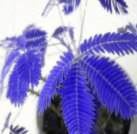 ไมยราบ (Bashful grass) ใบสีน้ำเงิน / 15 เม็ด (นอก)