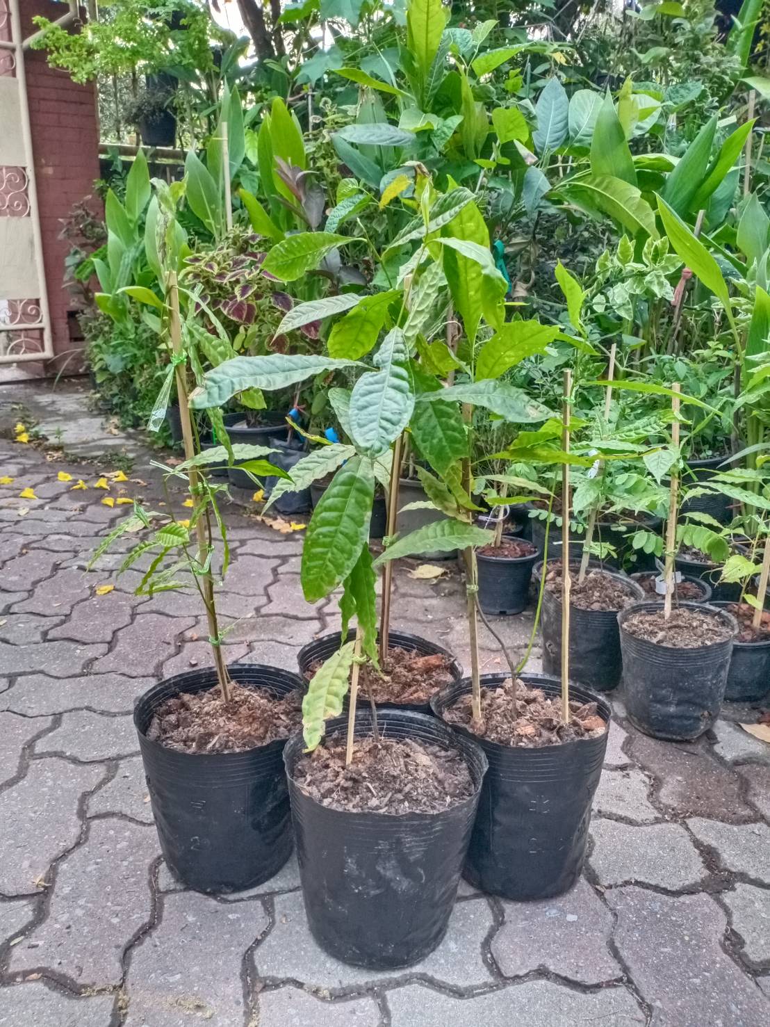 ต้นน้ำตาพระศิวะ รุทรักษะ (Rudraksha) สูง 40-50 ซ.ม. ไม้มงคล เสริมสิริมงคล หายาก