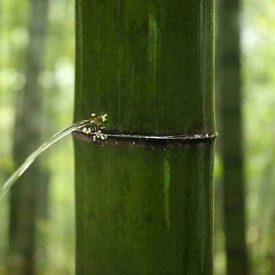 ไผ่โมโซยักษ์ (Giant Moso bamboo) / 30 เม็ด