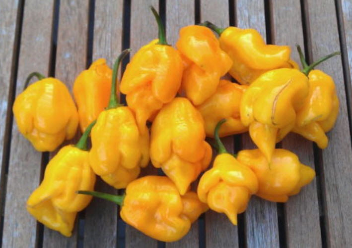 พริก Trinidad Moruga Scorpion เหลือง / 10 เม็ด (Zerbia)