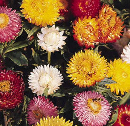 ดอกกระดาษ (Straw flower) คละ / 150 เม็ด (Australia)