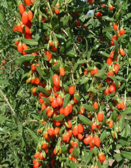 ต้น โกจิเบอรี่ เก๋ากี้ พันธุ์ใบยาว อายุต้น 2 ปี สูง 30-60 ซ.ม ลูกใหญ่ ต้นไม้นำเข้า