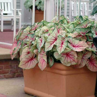 บอนสี (Caladium) คละ / 100 เม็ด (นอก)