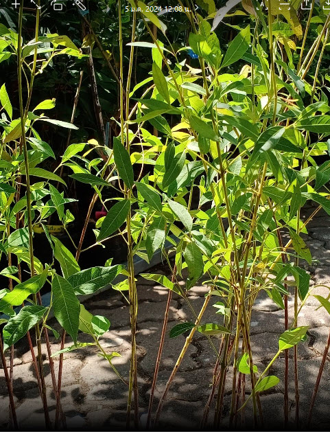 ต้นยูคาลิปตัสสีรุ้ง ยูคาสีรุ้ง สูง 70-100 ซ.ม. เพาะเมล็ดนำเข้า